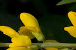 Yellow wild indigo